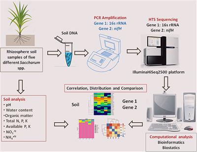 High-Throughput Sequencing-Based Analysis of Rhizosphere and Diazotrophic Bacterial Diversity Among Wild Progenitor and Closely Related Species of Sugarcane (Saccharum spp. Inter-Specific Hybrids)